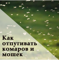 Как отпугивать комаров и мошек при помощи растений